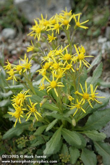 Elmer's Butterweed