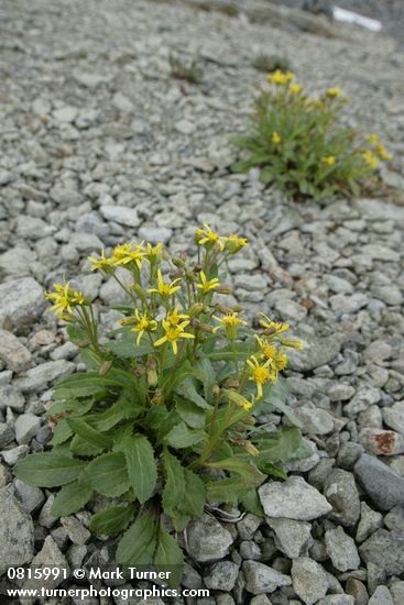 Elmer's Butterweed
