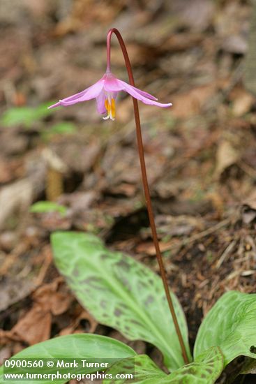 Pink Fawn Lily