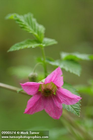 Salmonberry blossom & foliage