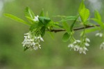 Indian Plum blossoms & foliage