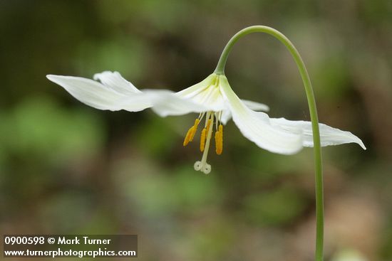 Oregon Fawn Lily blossom detail