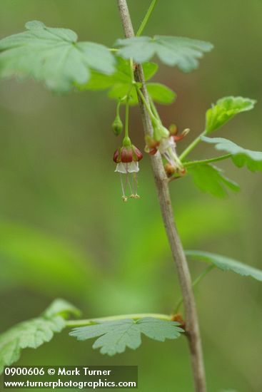 Coast Black Gooseberry blossom & foliage