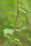 Coast Black Gooseberry blossoms & foliage