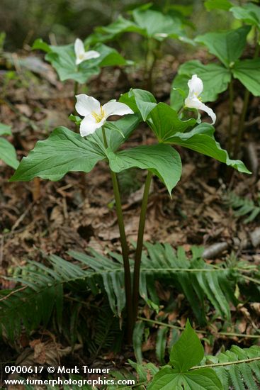 Western Trilliums