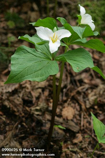 Western Trilliums