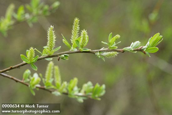 Sitka Willow female catkins & emerging foliage