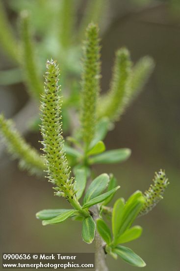 Sitka Willow female catkins & emerging foliage
