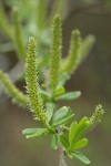 Sitka Willow female catkins & emerging foliage