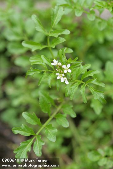 Little Western Bittercress