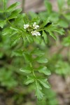 Little Western Bittercress