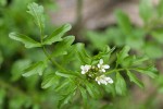 Little Western Bittercress