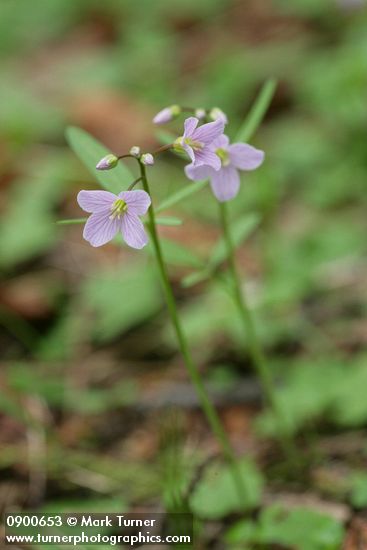 Nuttall's Toothwort