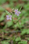 Nuttall's Toothwort