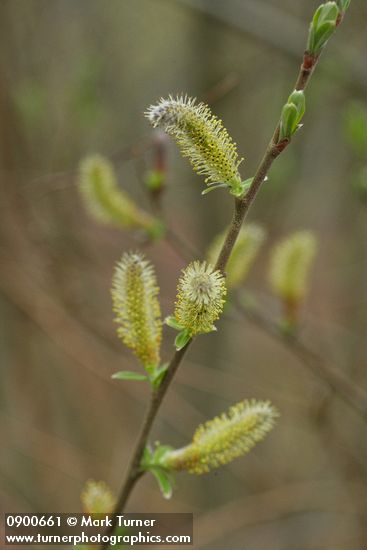 Sitka Willow female catkins & emerging foliage