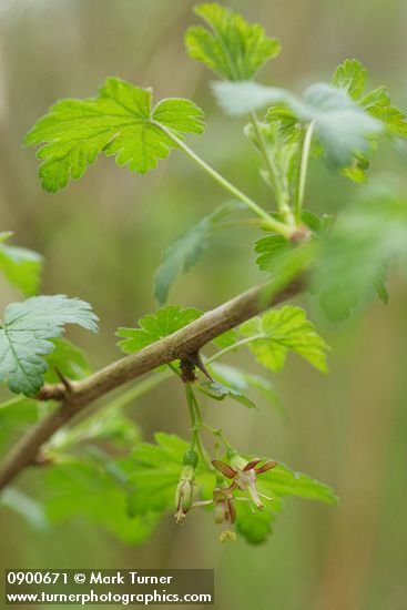 Coast Black Gooseberry blossoms & foliage