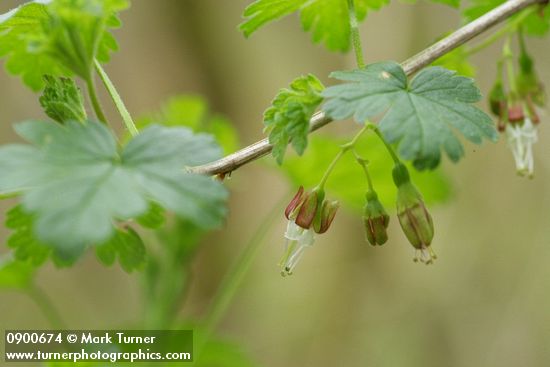Coast Black Gooseberry blossoms & foliage