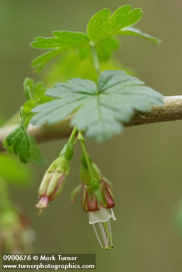 Coast Black Gooseberry blossoms & foliage