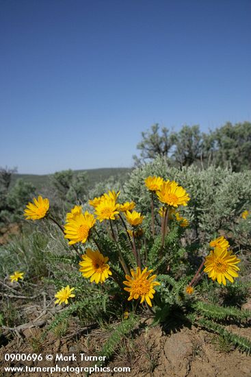 Hooker's Balsamroot