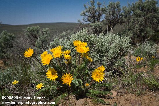 Hooker's Balsamroot