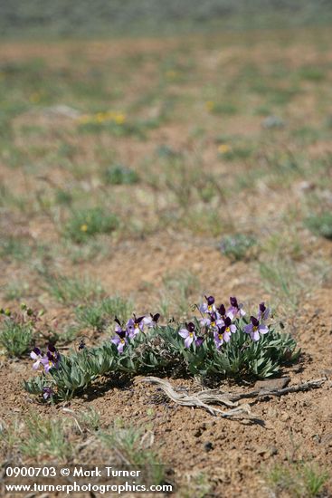 Sagebrush Violets