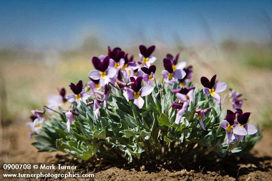 Sagebrush Violets