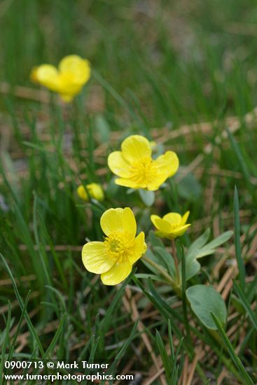 Sagebrush Buttercups