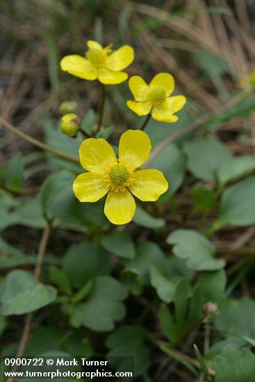 Sagebrush Buttercups