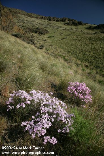 Showy Phlox among Bluebunch Wheatgrass on Yakima Canyon hillside
