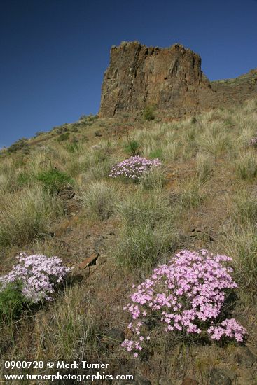 Showy Phlox among Bluebunch Wheatgrass on Yakima Canyon hillside