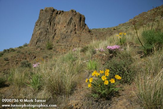 Hooker's Balsamroot, Showy Phlox among Bluebunch Wheatgrass on Yakima Canyon hillside