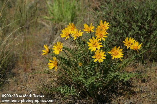 Hooker's Balsamroot
