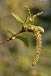 Sitka alder female & male infloresences w/ emerging foliage