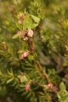 Cascades Blueberry blossoms & foliage among soft-focus heather