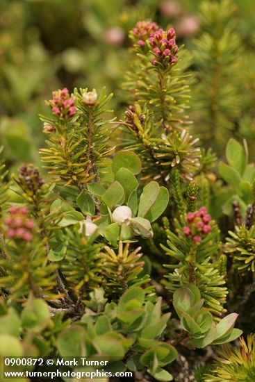 Cascades Blueberry blossoms & foliage among heather