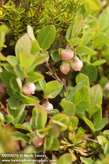 Cascades Blueberry blossoms & foliage among heather