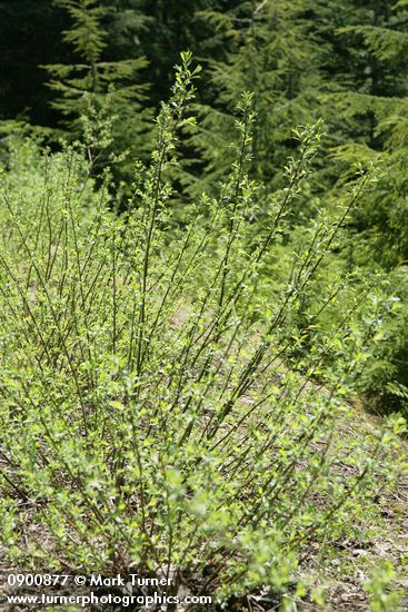 Variable (Undergreen) Willow