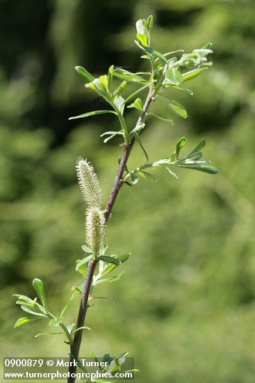 Variable (Undergreen) Willow male catkins & foliage