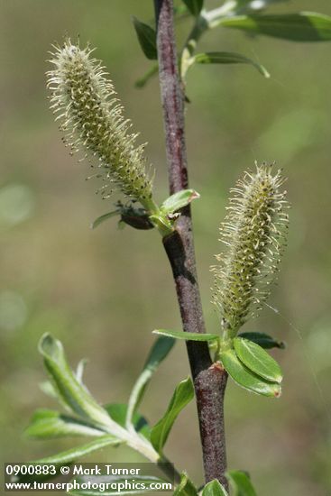 Variable (Undergreen) Willow male catkins