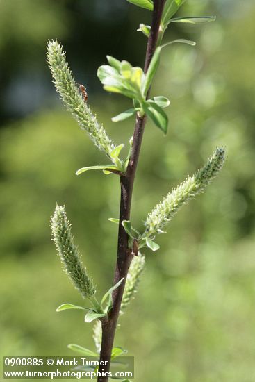 Variable (Undergreen) Willow female catkins