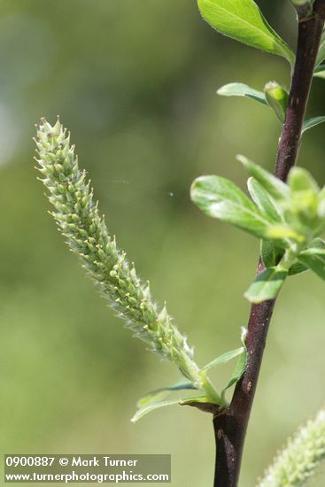 Variable (Undergreen) Willow female catkin