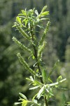 Variable (Undergreen) Willow female catkins & foliage