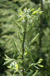 Variable (Undergreen) Willow female catkins & foliage