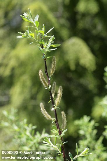 Variable (Undergreen) Willow male catkins & foliage