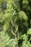 Variable (Undergreen) Willow male catkins & foliage