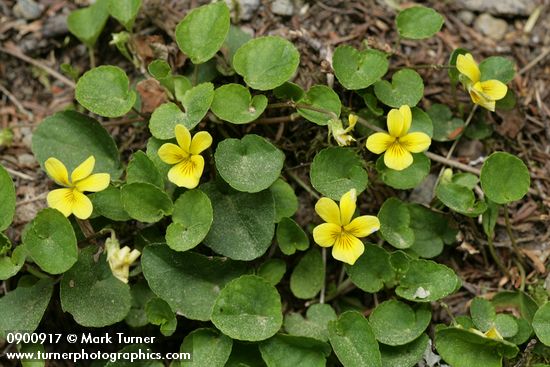 Roundleaf Violets