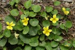 Roundleaf Violets