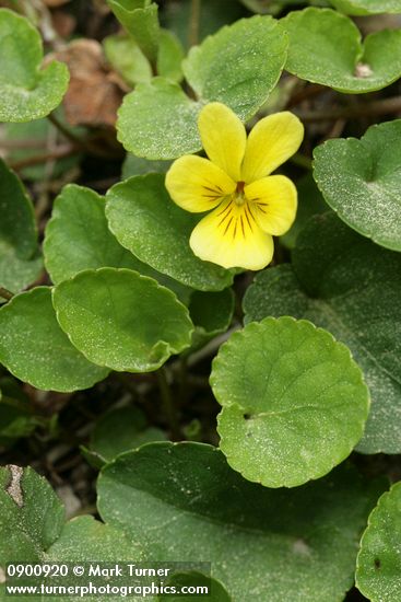 Roundleaf Violet