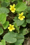 Roundleaf Violets