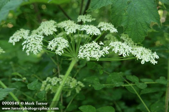 Giant Hogweed blossoms